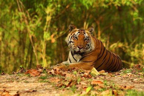 Kanha Tiger Reserve